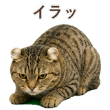 852718018