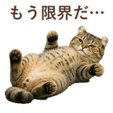 852718021