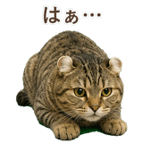 852718026
