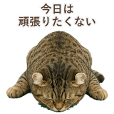 852718030
