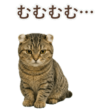 852718034