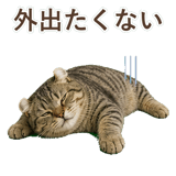 852718055