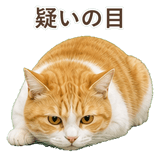852718187