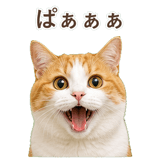 852718202