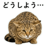 852718223