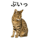 852718224