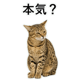 852718225