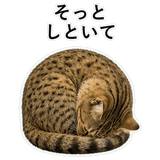 852718234