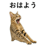 852718244