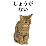 852718253
