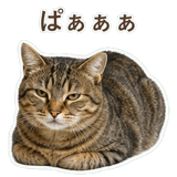852718322