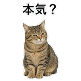 852718385
