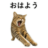852718404