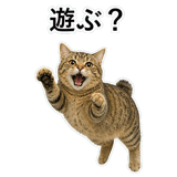 852718409