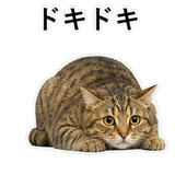 852718410