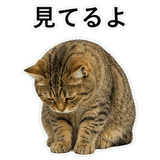 852718412