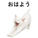 852718444