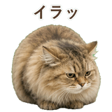 852718538