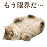 852718541
