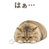852718546