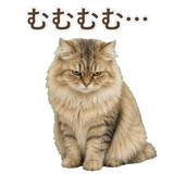852718554