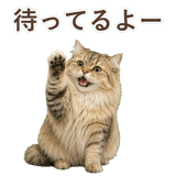 852718555