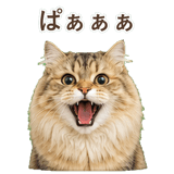 852718562