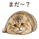 852718564