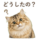 852718566