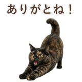 852718577