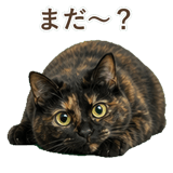 852718604