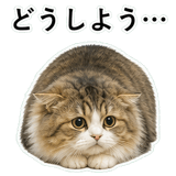 852718703