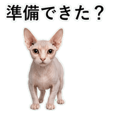 852718764
