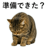 852718804