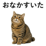 852718815