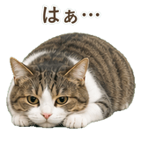 852718882
