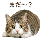 852718900