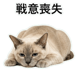 852719115