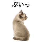 852719120