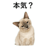 852719121