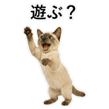 852719145