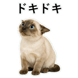 852719146