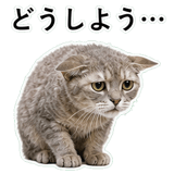 852719903
