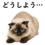 852720031
