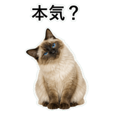 852720033