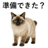 852720036