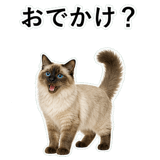 852720037