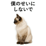 852720046