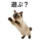 852720057