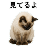 852720060